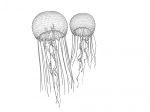 Jellyfishes 3D Model