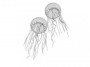 Jellyfishes 3D Model