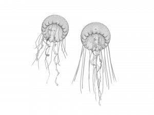 Jellyfishes 3D Model