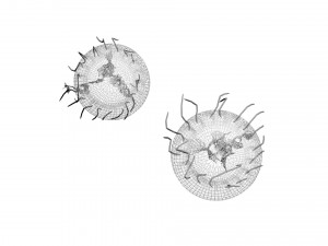 Jellyfishes 3D Model