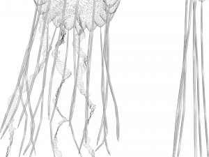 Jellyfishes 3D Model