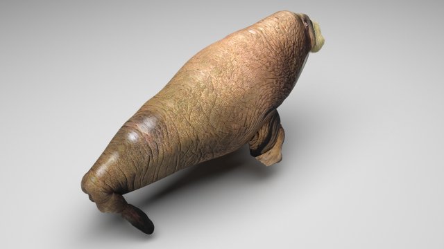Walrus Modello 3D .c4d .max .obj .3ds .fbx .stl .blend 