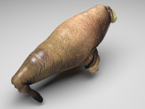 Walrus 3Dモデル