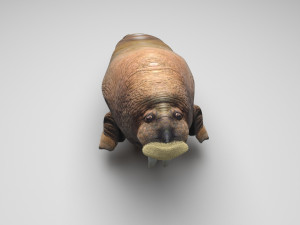 Walrus Modello 3D