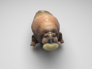Walrus Modello 3D