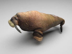 Walrus 3D Model