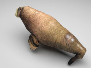 Walrus 3D Model