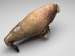 Walrus 3D Model