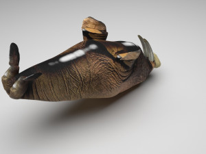 Walrus Modello 3D