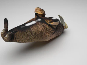 Walrus 3D Model