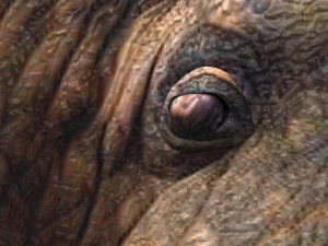 Walrus 3D Model