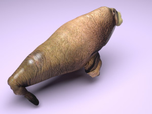 Walrus Modello 3D