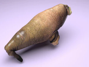 Walrus 3D Model