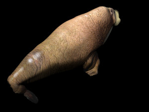 Walrus Modello 3D