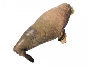 Walrus 3D Model