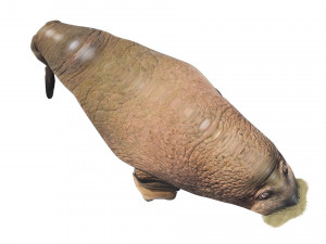 Walrus Modello 3D