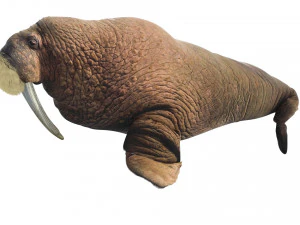 Walrus 3D Model