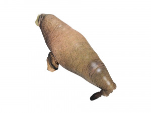 Walrus Modello 3D