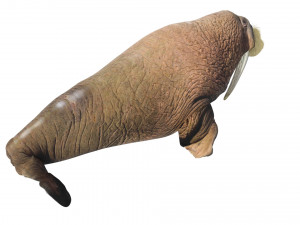 Walrus Modello 3D