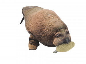Walrus Modello 3D