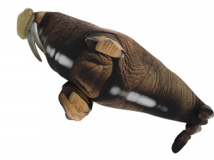 Walrus Modello 3D