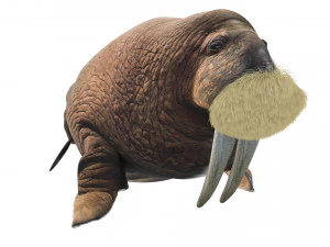 Walrus 3D Model