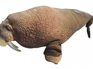 Walrus 3D Model