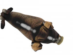 Walrus 3D Model