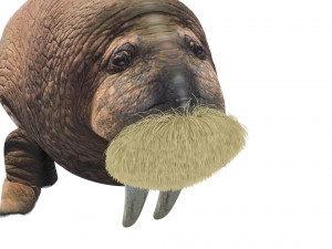 Walrus Modello 3D