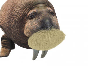 Walrus 3D Model