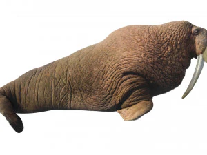 Walrus 3D Model