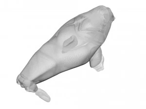 Walrus 3D Model