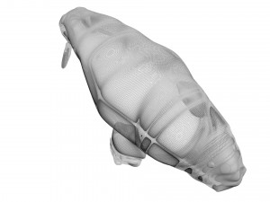 Walrus Modello 3D