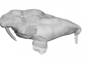 Walrus 3D Model
