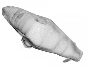 Walrus 3D Model