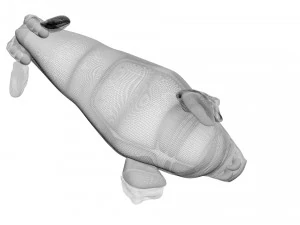 Walrus 3D Model