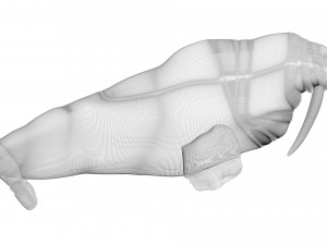 Walrus Modello 3D