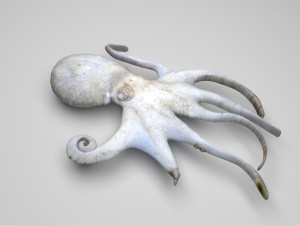 Octopus Modelo 3D