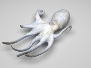 Octopus Modelo 3D