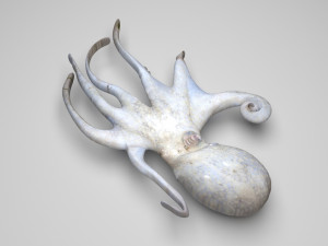 Octopus Modelo 3D