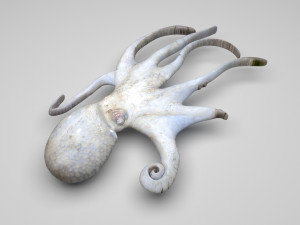 Octopus Modelo 3D
