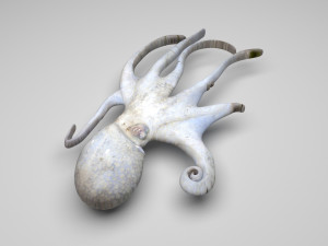 Octopus Modelo 3D