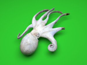 Octopus Modelo 3D