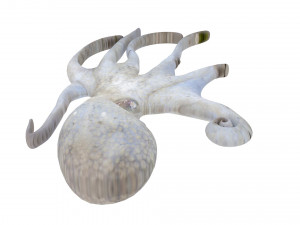 Octopus Modelo 3D
