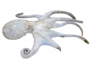 Octopus Modelo 3D
