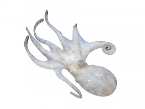 Octopus Modelo 3D