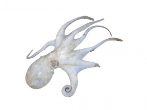 Octopus Modelo 3D