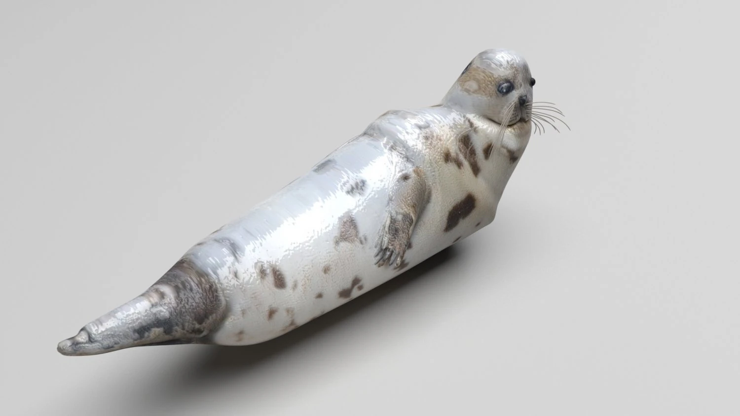 Seal 3D Model .c4d .max .obj .3ds .fbx .stl .blend 