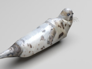 Seal 3D 模型
