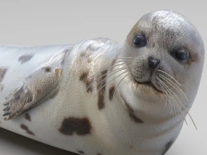 Seal 3D Model